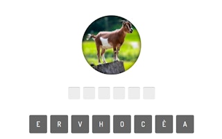 Animal Quiz