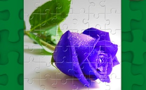 Blue Roses Puzzle