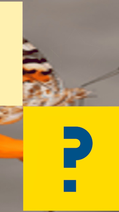 Butterfly Memory Match