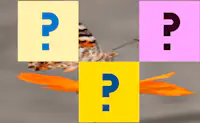 Butterfly Memory Match