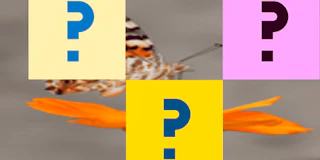 Butterfly Memory Match thumbnail