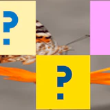 Butterfly Memory Match