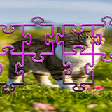 Cat Jigsaw Puzzle Frenzy