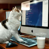 Cat Memory Match