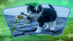 Image for Cat Puzzle Memory Match