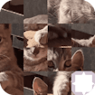 Cat Puzzle banner