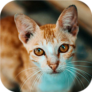 Cat-tastic Puzzle Challenge Thumbnail