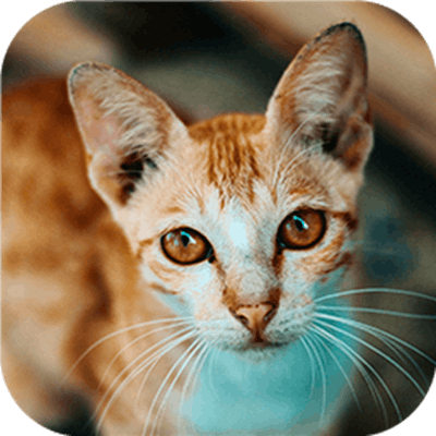 Cat-tastic Puzzle Challenge By Gamepix