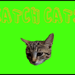 Catch Cats Online action Games on taptohit.com