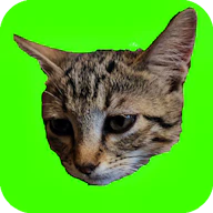 Catch Cats