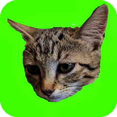 Catch Cats