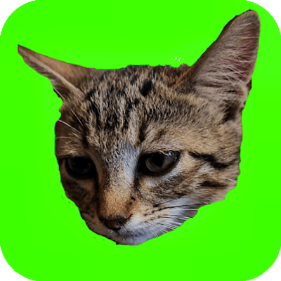 Catch Cats By Gamepix