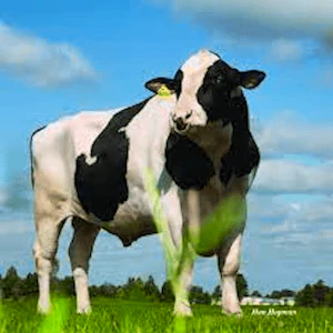 Cattle Memory Match Thumbnail