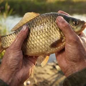 Chill Fishing 2 New Horizons Thumbnail
