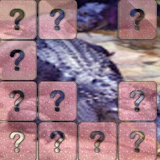 Crocodile Memory Match