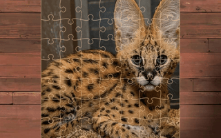 Exotic Cats Jigsaw Puzzles
