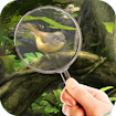 Fairy Woods Hidden Objects banner