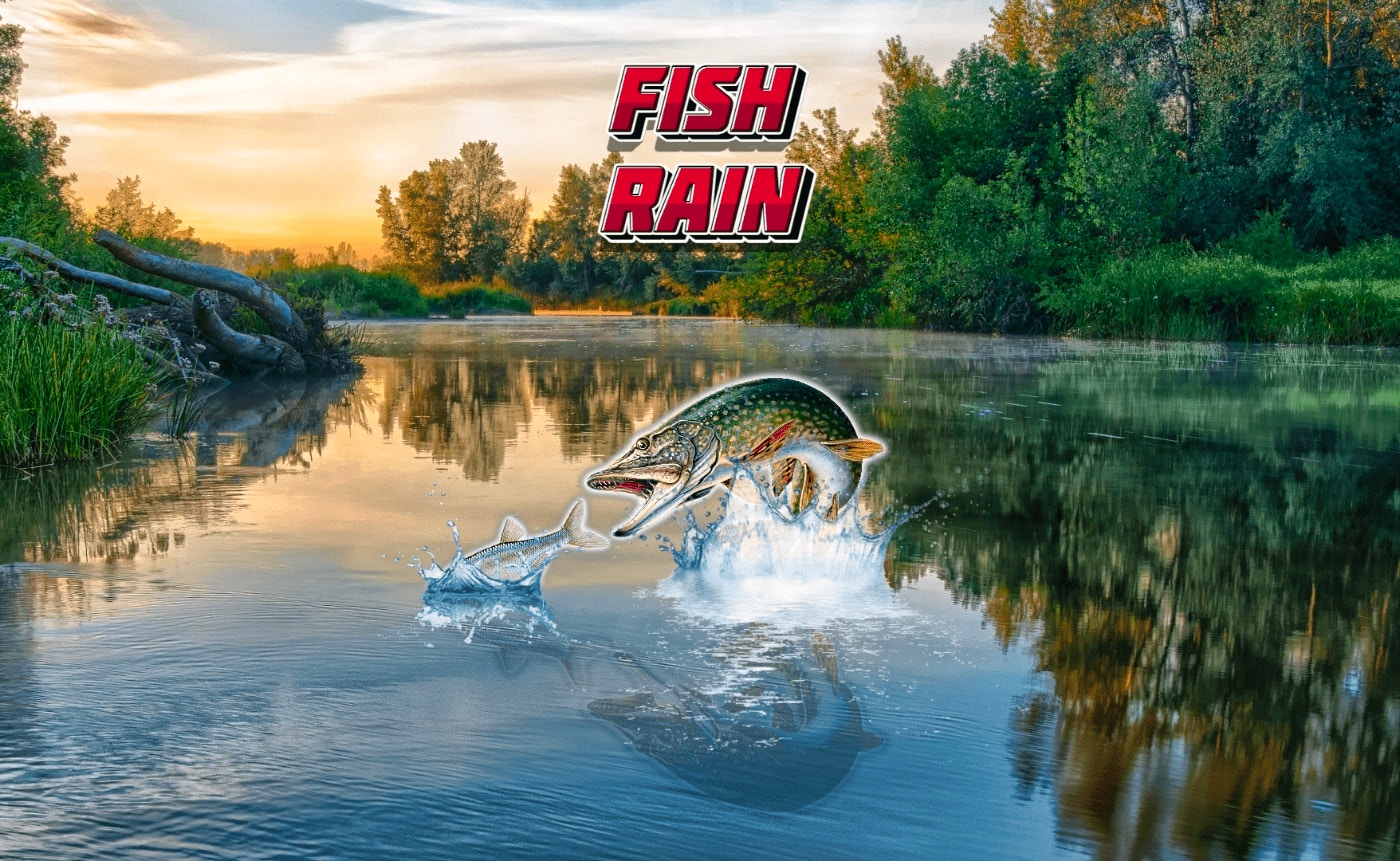 Fish Rain