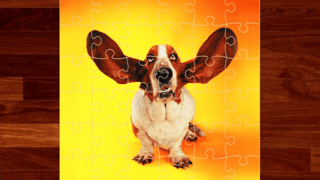Funny Dogs Jigsaw Puzzles