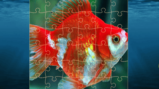 Gold Fish Jigsaw Puzzles
