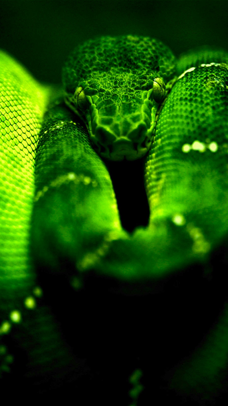 Green Snake