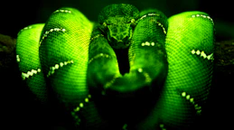 Green Snake