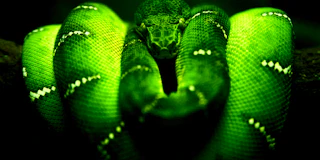 Green Snake thumbnail