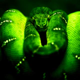 Green Snake