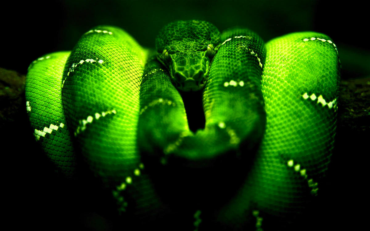 Play Green Snake — free online Snake game