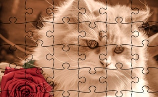 Jigsaw Puzzle: Cats game cover