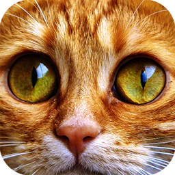 Jigsaw Puzzle Cats