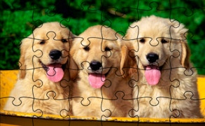 Jigsaw Puzzle: Doggies