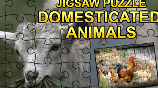 Jigsaw Puzzle: Domesticated Animals