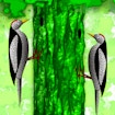 Little Woodpecker banner