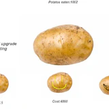Potato