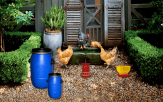 Poultry Farm Easter Escape