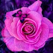 Purple Roses Puzzle