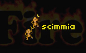 Scimmia