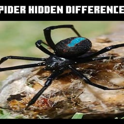 Juega gratis a Spider Hidden Difference