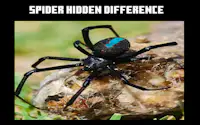 Spider Hidden Difference
