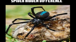 Spider Hidden Difference