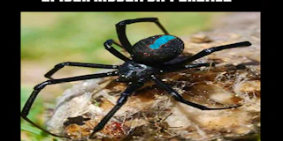 Spider Hidden Difference thumbnail