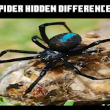 Spider Hidden Difference