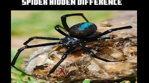 Image for Spider Hidden Difference