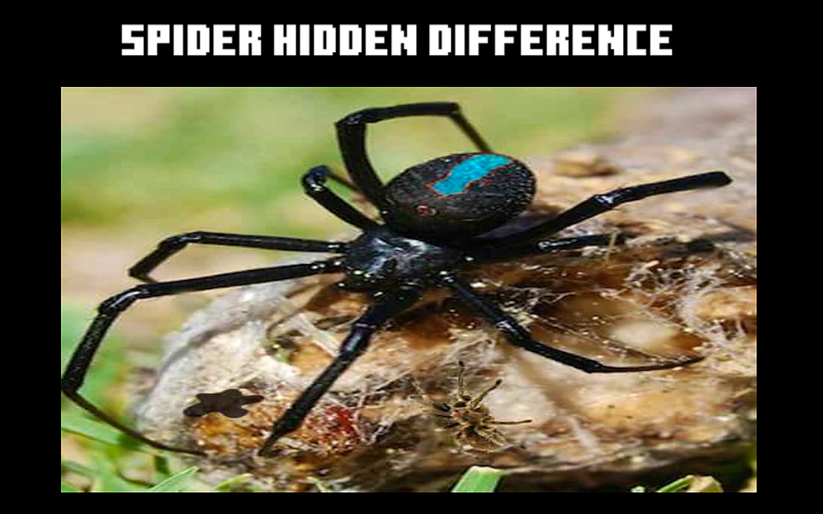 Play Spider Hidden Difference — free online Brain game