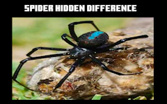 Spider Hidden Difference