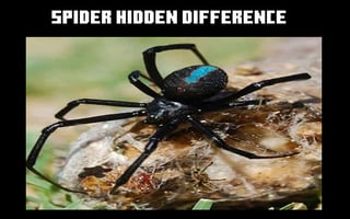 Spider Hidden Difference game cover