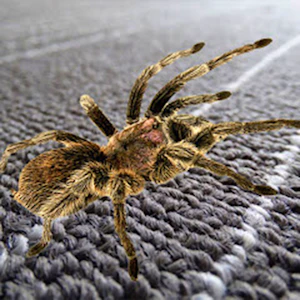 Spider Hidden Difference Thumbnail