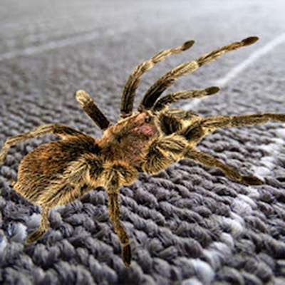 Spider Hidden Difference By Gamepix