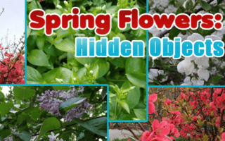 Spring Flowers: Hidden Objects